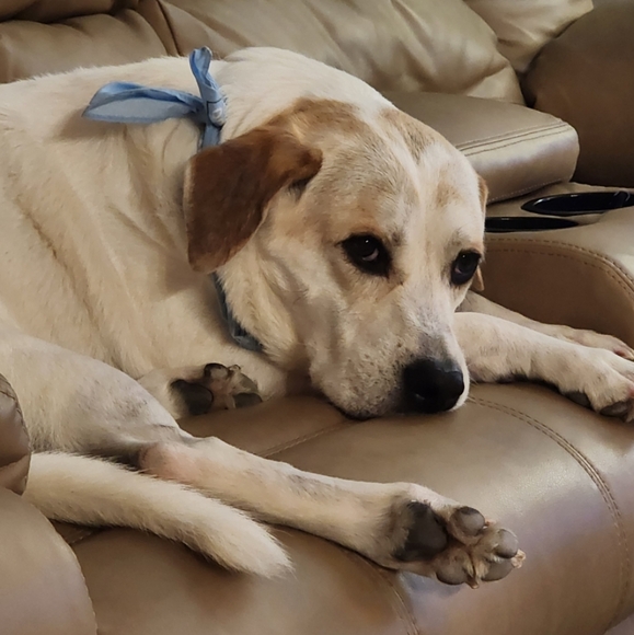 Smoke Free Pet Friendly - Picture 3 of 9